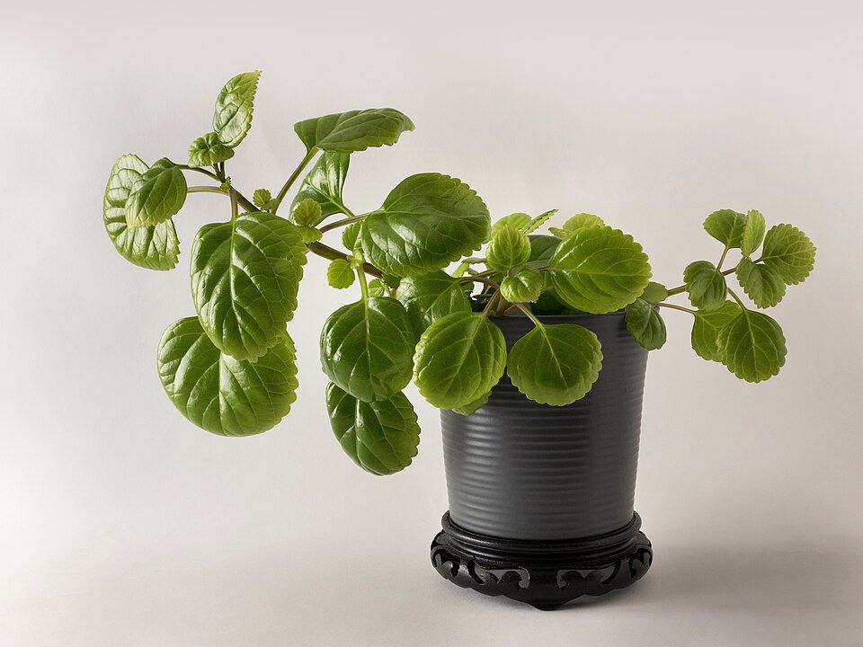Charcoal Solstice Planter